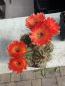Preview: Notocactus rutilans